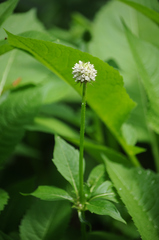 Astrantia major