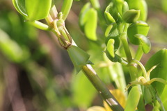 Roepera billardierei