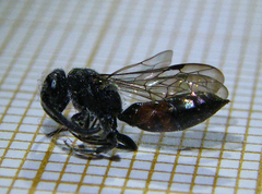 Sapyga quinquepunctata