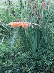 Gladiolus × hortulanus