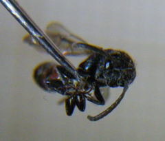Sapyga quinquepunctata