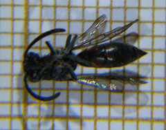 Sapyga quinquepunctata