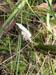 Trichiocercus mesomelas