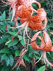Lilium lancifolium