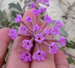 Abronia angustifolia