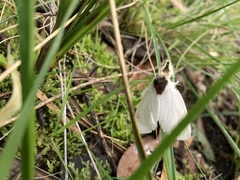 Trichiocercus mesomelas