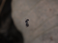 Cyclosa bulla