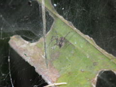 Dendrolycosa