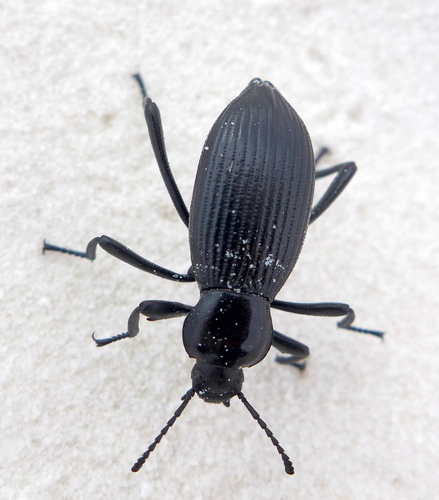 Rough-lipped Darkling Beetle