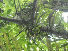 Ficus fistulosa