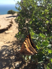 Charaxes pelias