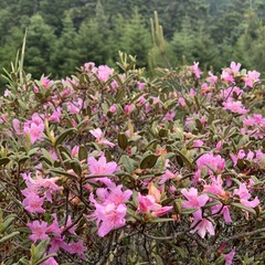 Rhododendron rubropilosum taiwanalpinum