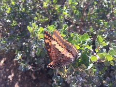 Charaxes pelias