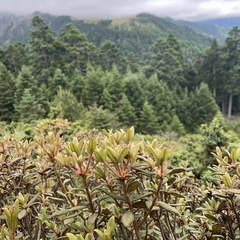 Rhododendron rubropilosum taiwanalpinum