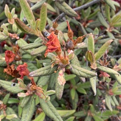 Rhododendron rubropilosum taiwanalpinum