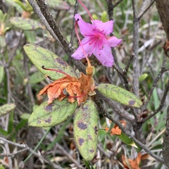 Rhododendron rubropilosum taiwanalpinum