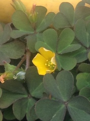 Oxalis corniculata