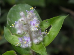 Floscopa scandens