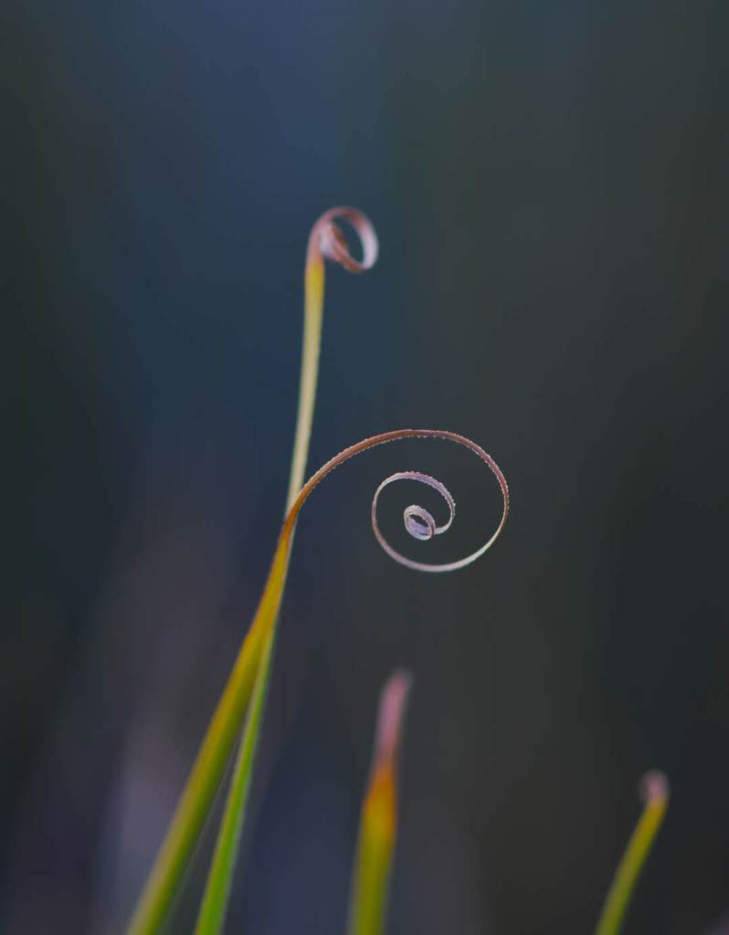 Carex tasmanica