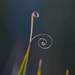 Carex tasmanica - Photo 由 jonathan_tickner 所上傳的 (c) jonathan_tickner，保留部份權利CC BY-NC