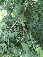 Sorbus aucuparia