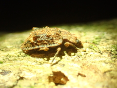 Syrphetodes marginatus