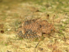 Syrphetodes marginatus