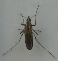Aedes caspius