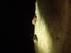 Syrphetodes marginatus