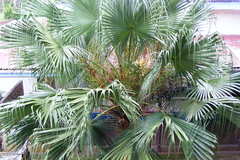 Livistona chinensis