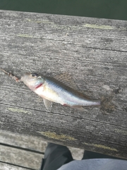 Gymnocephalus cernua