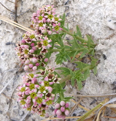 Comandra umbellata pallida