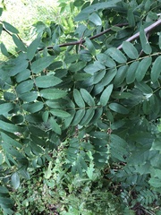 Sorbus aucuparia