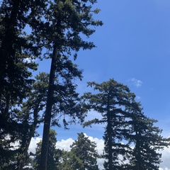 Picea morrisonicola