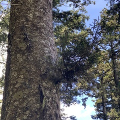 Picea morrisonicola