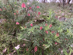 Grevillea lanigera