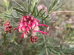 Grevillea lanigera
