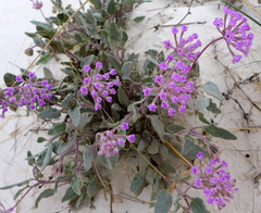 Abronia angustifolia
