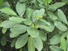 Tabernaemontana macrocarpa