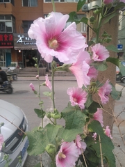 Alcea rosea