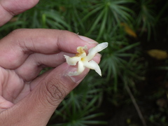 Tabernaemontana macrocarpa