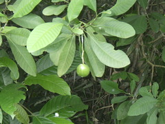 Tabernaemontana macrocarpa