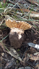 Amanita ochrophylla
