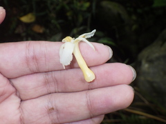 Tabernaemontana macrocarpa