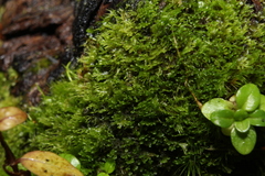 Riccardia graeffei
