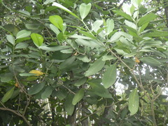 Tabernaemontana macrocarpa