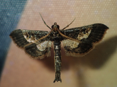 Hydriris ornatalis