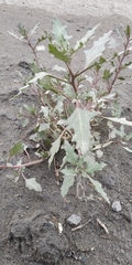 Oxybasis glauca