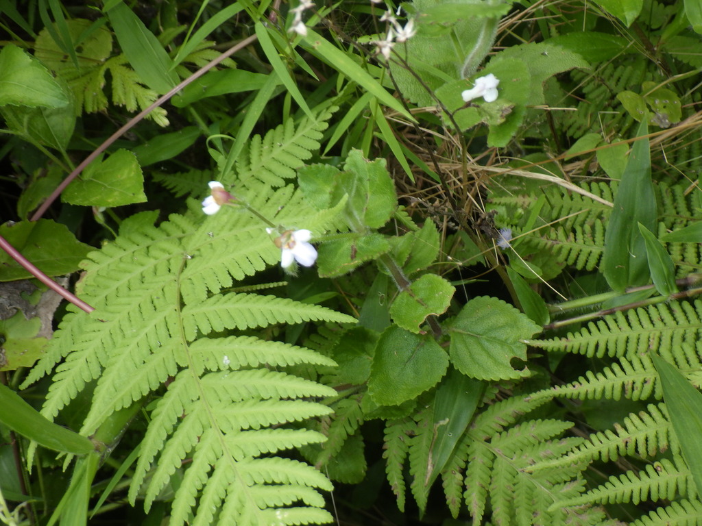 Vandellia montana (Vandellia montana)