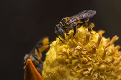 Lepidotrigona terminata